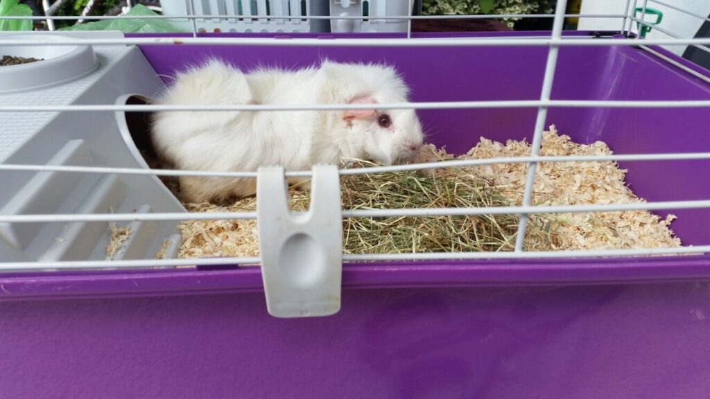 IMG-20180603-WA0008 White fluffy Guinea Pig in cage with hay