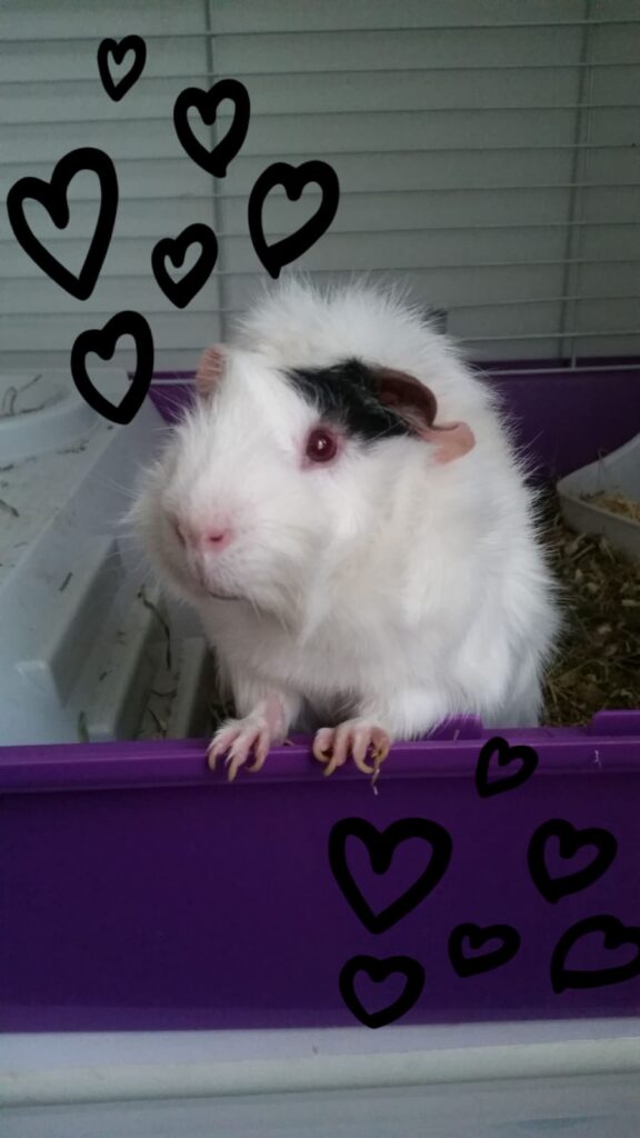 img 20181015 wa0000 img 20181015 wa0000