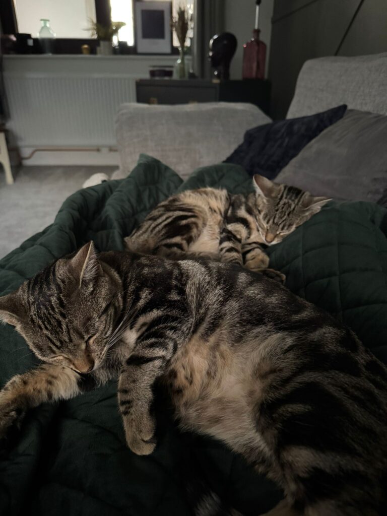 img 20251101 wa0017 img 20251101 wa0017