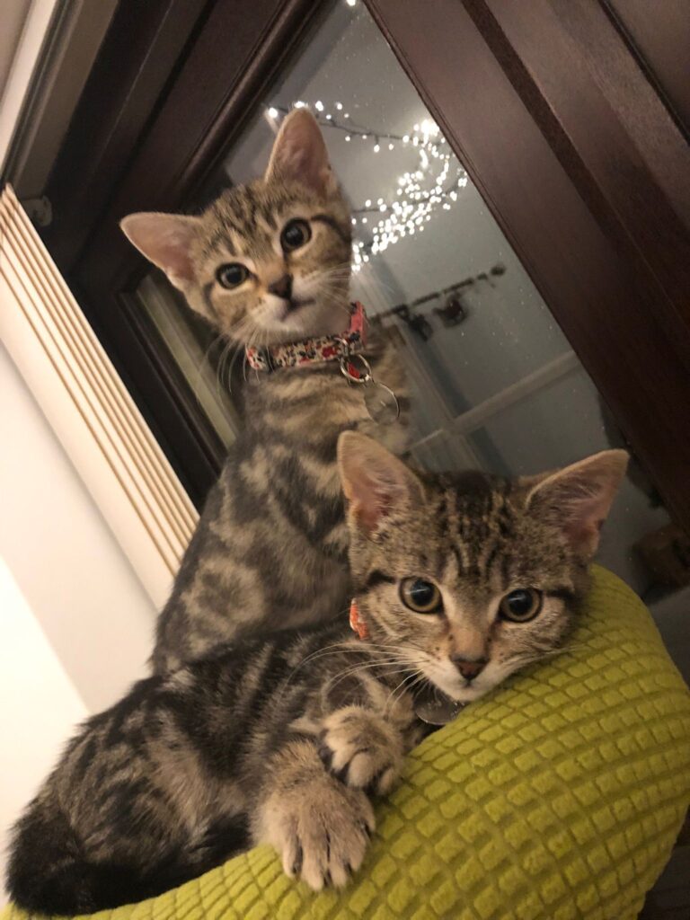 IMG-20251101-WA0038 Two cats sitting a cat bed