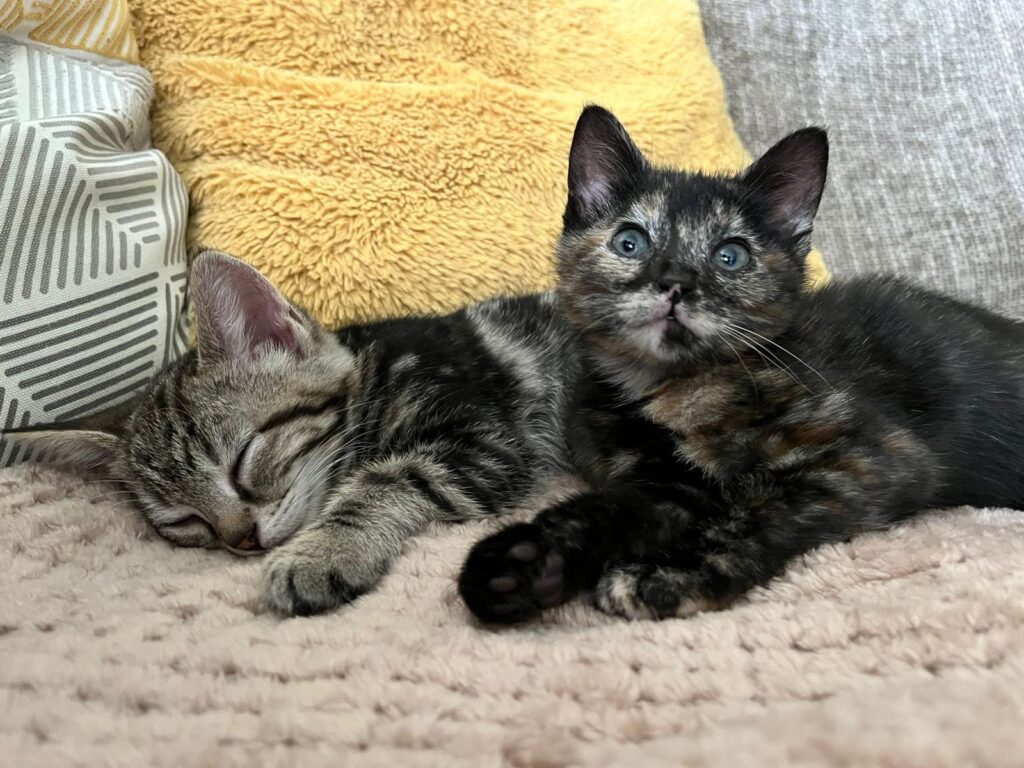 img 20251101 wa0061 img 20251101 wa0061