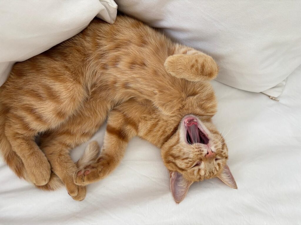 img 20251101 wa0134 img 20251101 wa0134