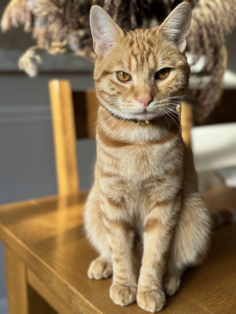 img 20251101 wa0136 img 20251101 wa0136