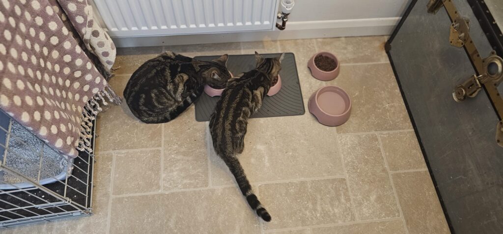 img 20251101 wa0152 two tabby cats eating out of pink bowls
