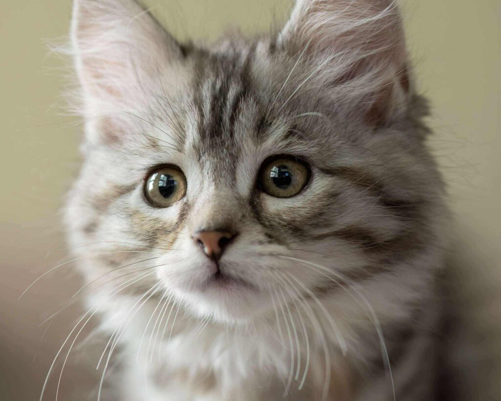 messenger creation 39e41e5c 1a23 4602 aad5 3bf06a59fe2e messenger creation 39e41e5c 1a23 4602 aad5 3bf06a59fe2e